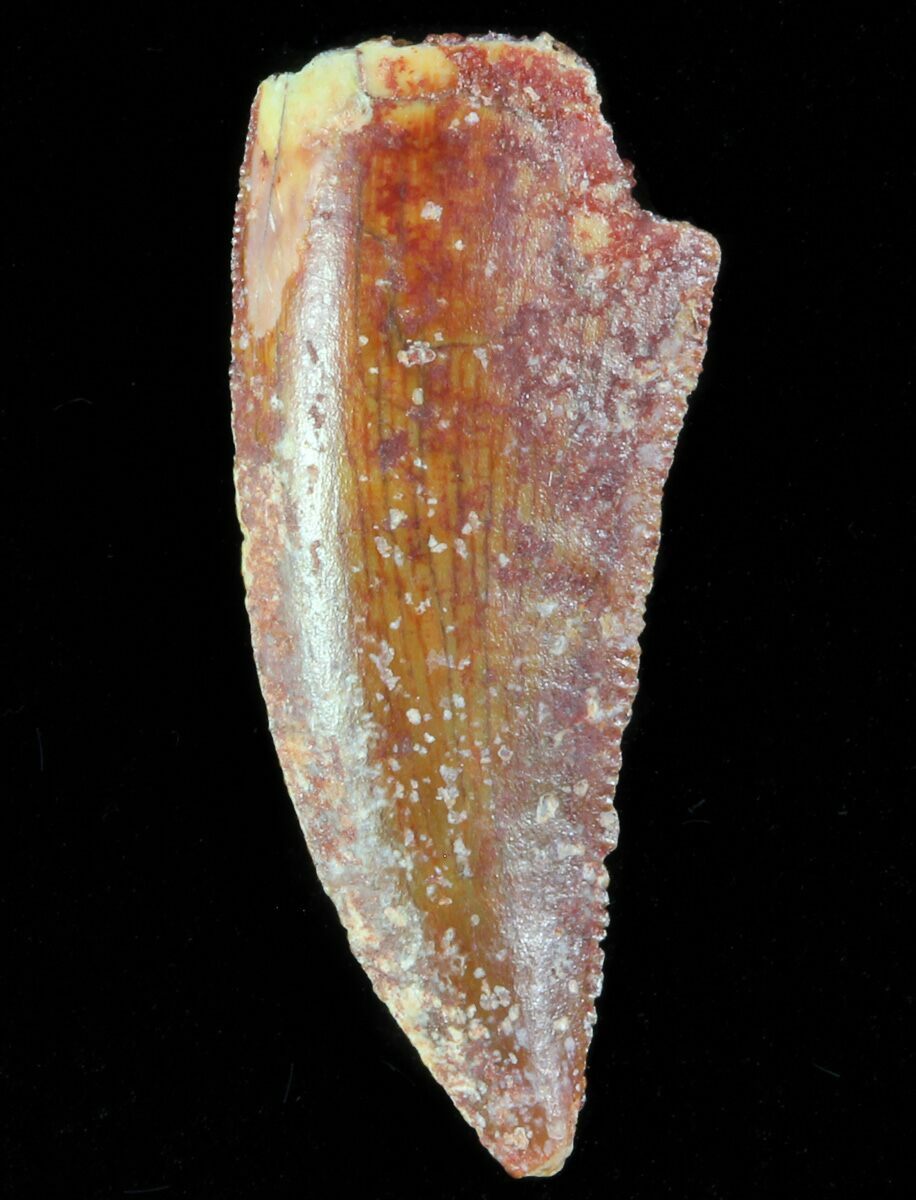 raptor tooth
