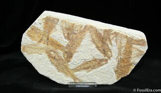 Knightia Fossil Fish Multiple #785