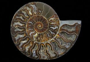 About Ammonites - FossilEra.com