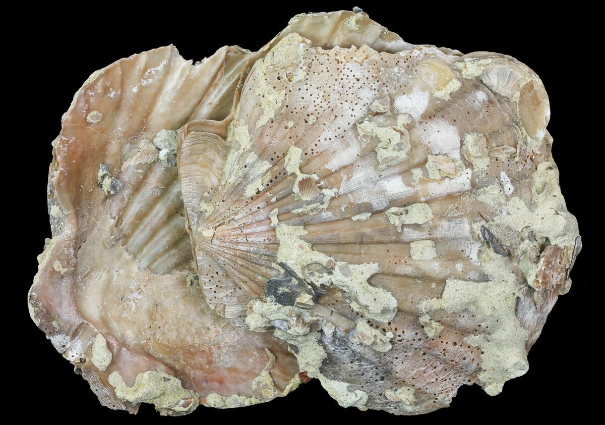 Huge Fossil Pectin (Chesapecten) In Sandstone Virginia For Sale (66393)