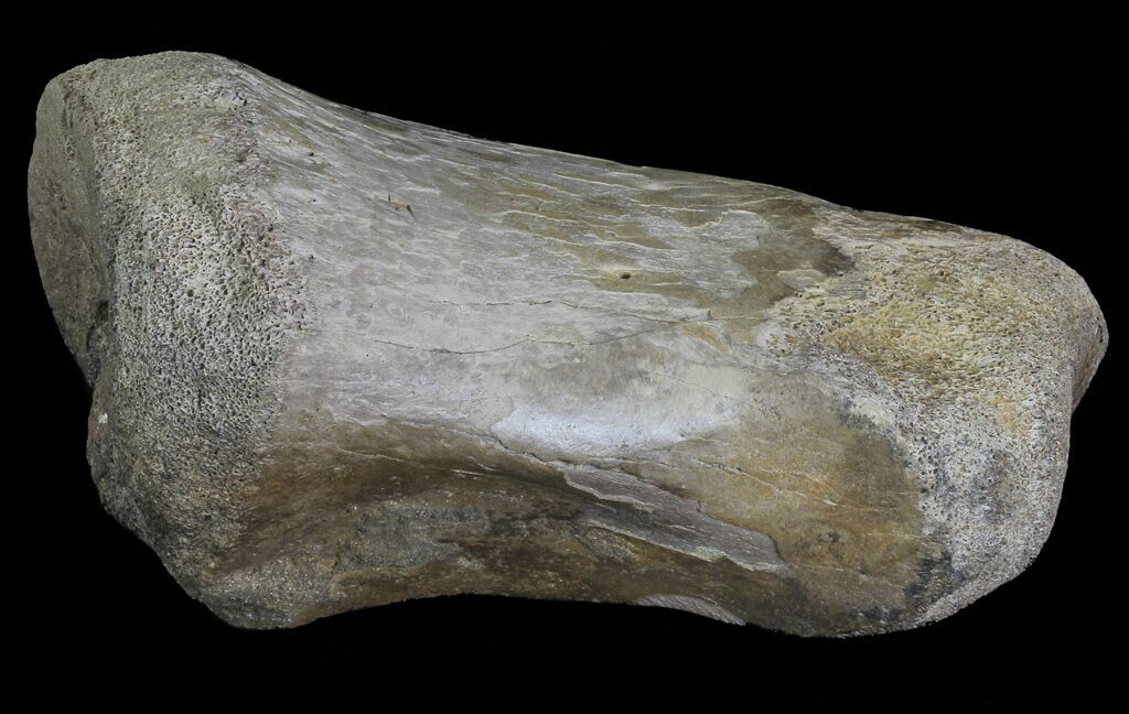 hadrosaur toe bone