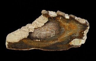 Slab Of Cretaceous Petrified Wood - Australia #65614