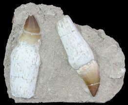 Pair Of Mosasaur (Prognathodon) Rooted Tooth In Rock #66535