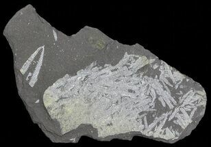 Fossil Graptolite (Didymograptus) Cluster - Great Britain #66627