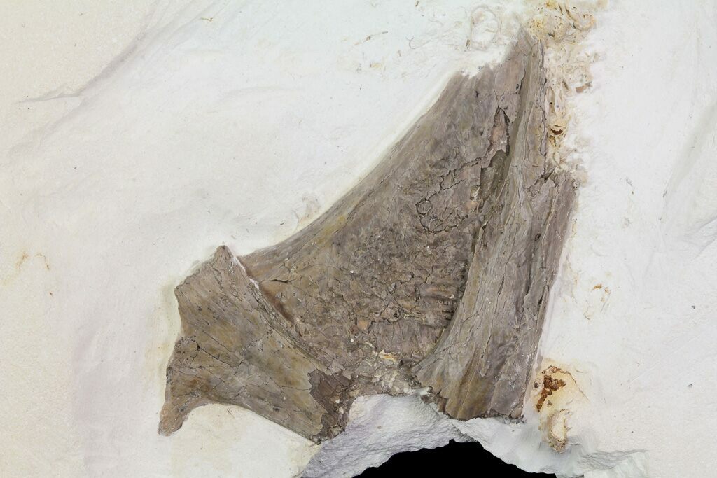 3.1" Pterosaur Skull Section (Jugal Bone) Kansas For Sale (66887