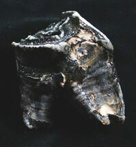 Woolly Rhino Molar - Late Pleistocene #4416