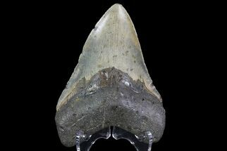 Megalodon Tooth - North Carolina #67154