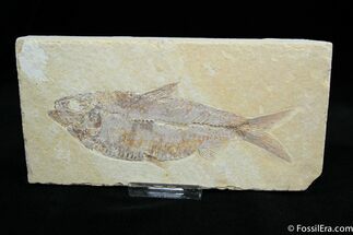 Big Inch Knightia Fossil Fish #797