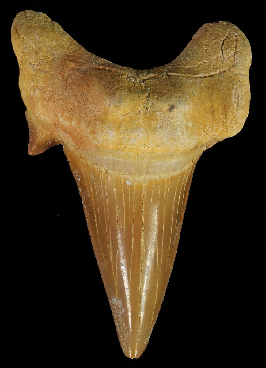 2" Otodus Shark Tooth Fossil Eocene For Sale (67232)
