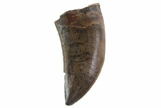 Dromaeosaur (Raptor) Tooth - Aguja Formation, Texas #67578
