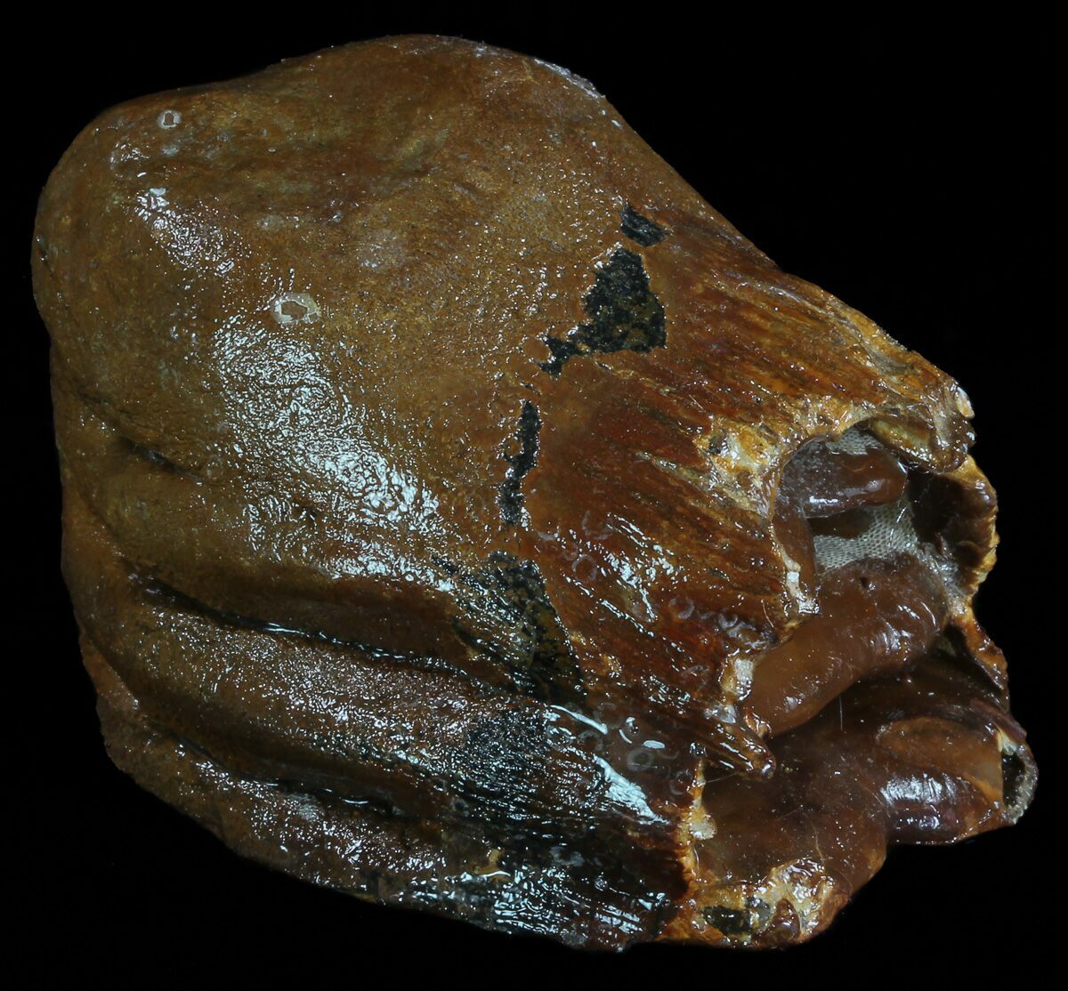 mammoth molar for sale