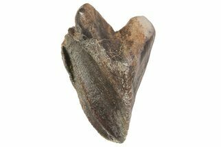 Triceratops Tooth Crown (Little Wear) - Montana #67604