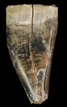 Albertosaurus Premax Tooth - Alberta (Disposition #-) #67624