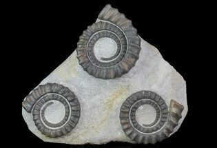 Multiple Devonian Anetoceras Ammonites - Morocco #67731