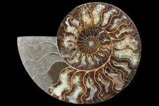 About Ammonites - FossilEra.com