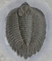 Arctinurus Trilobite From New York - (Special Price) #68088