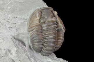 Flexicalymene Trilobite Fossil In Shale - Ohio #67660