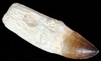 Rooted Mosasaur (Prognathodon) Tooth - Beastly #67955