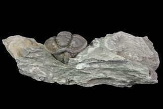 Removable Wide, Enrolled Flexicalymene Trilobite In Shale - Ohio #67982