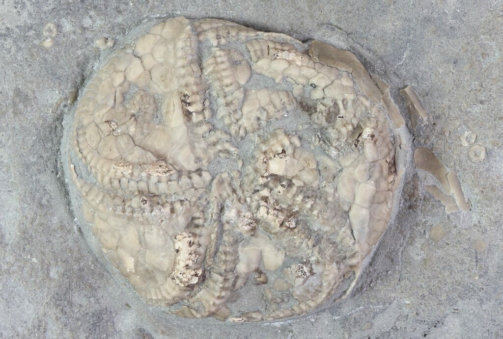 Edrioasteroid (Edriophrus) Fossil - Brechin, Ontario #68338