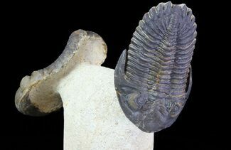 Beautiful Hollardops & Austerops Trilobite Association #67894