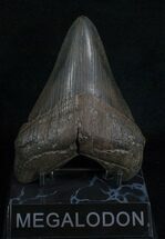 Nicely Shaped Black Megalodon Tooth #5544