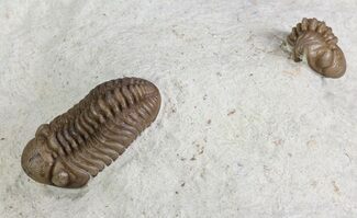 Two Kainops Trilobites - Black Cat Mountain, Oklahoma #68620
