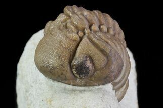 Detailed Lochovella (Reedops) Trilobite - Oklahoma #68632