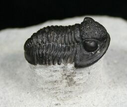 Cute Gerastos Trilobite On Pedestal - #5557