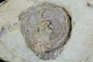 Rare Edrioasteroid (Lepatocystis) Fossil - Brandon, Iowa #68861
