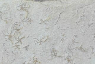 Jurassic Brittle Star (Sinosura) Fossils - Solnhofen Limestone #66390