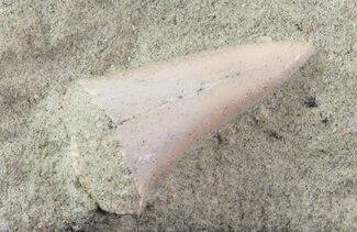 Mako Shark Tooth Fossil In Rock - Bakersfield, CA #68991