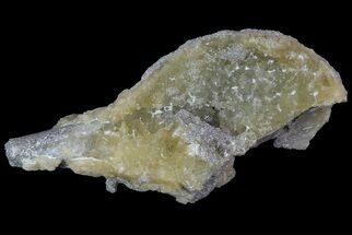 Partial Crystal Filled Fossil Whelk - Rucks Pit, FL #69066