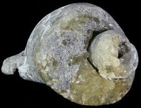 Calcite Filled Fossil Whelk (Busycon) - Rucks Pit, FL #69069