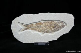 Inch Long Knightia Fossil Fish #828