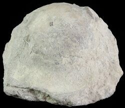 Crinoid Calyx (Pithocrinus) - Alpena, Michigan #68836