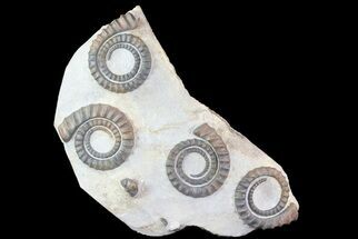 Four Devonian Anetoceras Ammonites - Morocco #68787