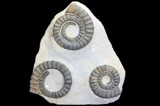 Three Devonian Anetoceras Ammonites - Morocco #68774