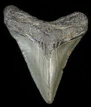 Megalodon Size: How Big Was The Megalodon Shark? - FossilEra.com