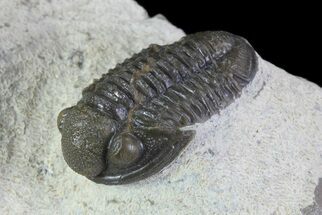Gerastos Trilobite Fossil - Foum Zguid #69740