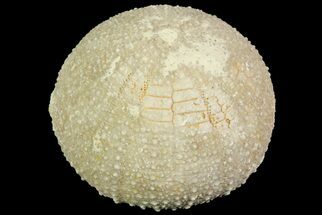 Psephechinus Fossil Echinoid (Sea Urchin) - Morocco #69855