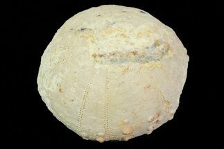 1.2" Heterodiadema Fossil Echinoid (Sea Urchin) - Morocco - Fossil #69811