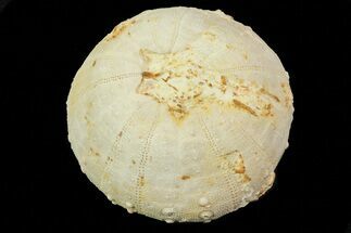 1.4" Heterodiadema Fossil Echinoid (Sea Urchin) - Morocco - Fossil #69824