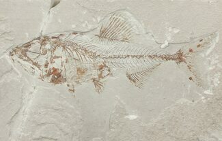 Cretaceous Fossil Fish (Spaniodon) - Fish In Stomach! #70326