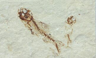 Pair of Cretaceous Fossil Fish - Lebanon #70020