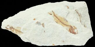 Multiple Cretaceous Fossil Fish - Lebanon #70024