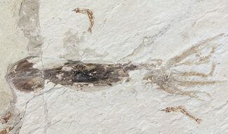 Soft-Bodied Squid Fossil - Preserved Tentacles & Ink Sac #70433