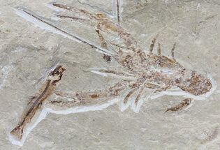 Fossil Lobster & Four Fossil Fish - Hakel, Lebanon #70453