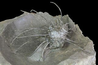 3.3" Insane, Devonian, Spiny Brachiopod - Mrakib, Morocco - Fossil #70579
