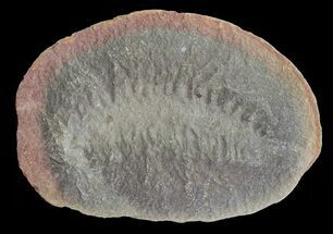 Fossundecima Fossil Worm (Pos/Neg) - Mazon Creek #70578